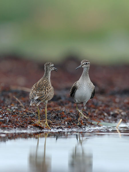 Liro, Wood Sandpiper, Tringa glareola